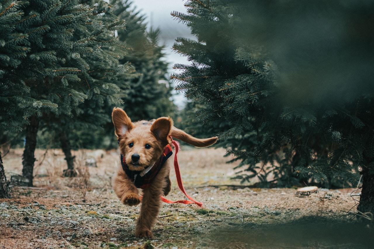 Goldendoodle Lifespan Important Facts On Pupppy Life Expectancy