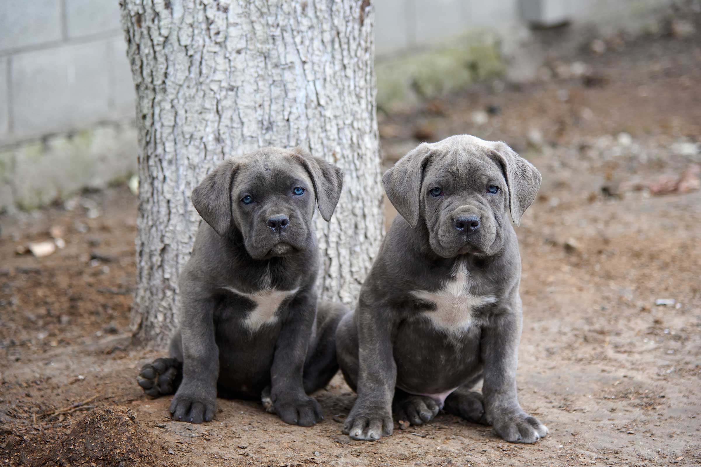 Do Cane Corsos Shed? - Pet's Better Life